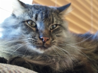 Hemes on top of couch P2 1